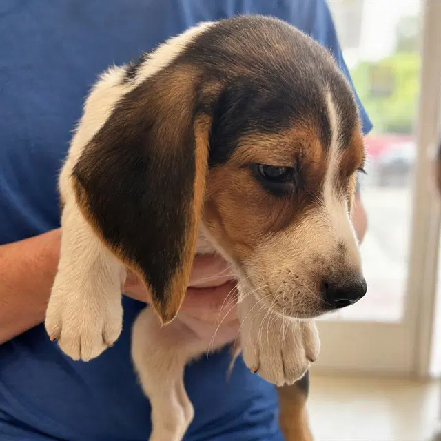 Georgia - Beagle