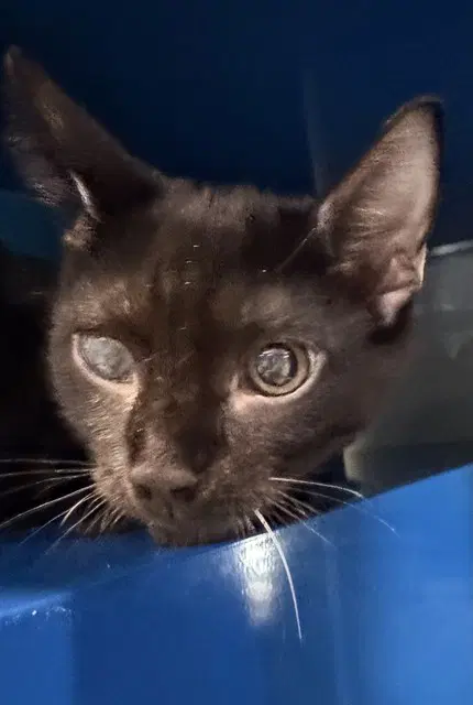 Mochi - Domestic Short Hair