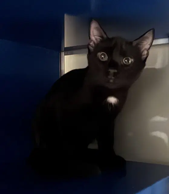 Max - Domestic Short Hair