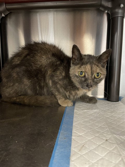 ASHA, cat — photo 1 of 1