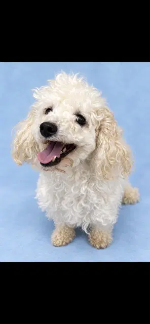 Dolly - Poodle (Toy)