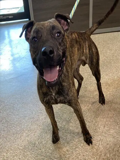 Diego - Pit Bull Terrier