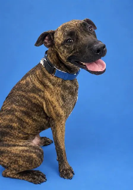 Diego - Pit Bull Terrier