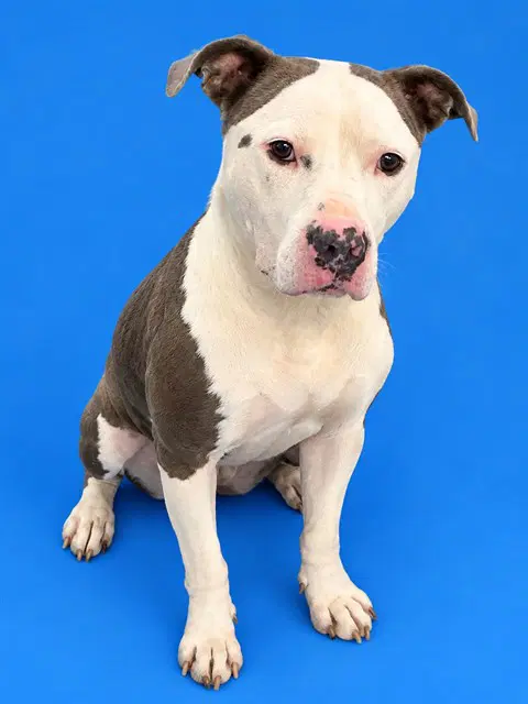 Stella - Pit Bull Terrier