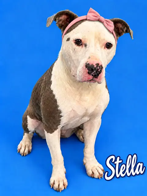 Stella - Pit Bull Terrier