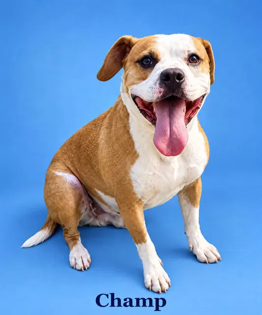 Champ - Pit Bull mix