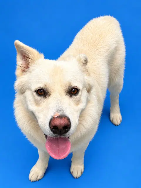 Cody - German Shepherd Dog