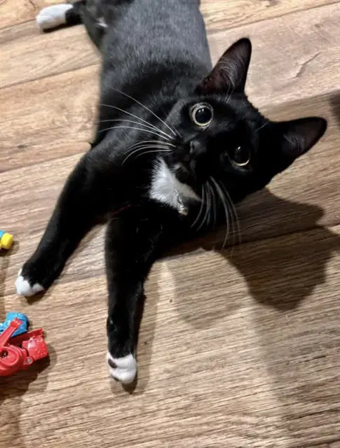 Pikachu - Domestic Short Hair