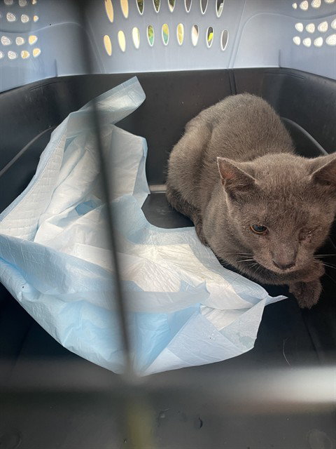 Birch, Domestic Short Hair