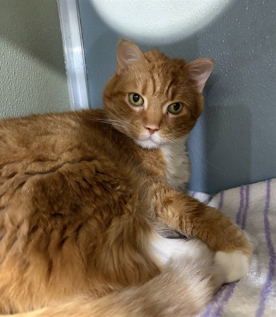 Gabby, Domestic Short Hair