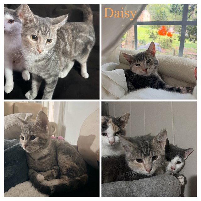 Daisy, Domestic Short Hair
