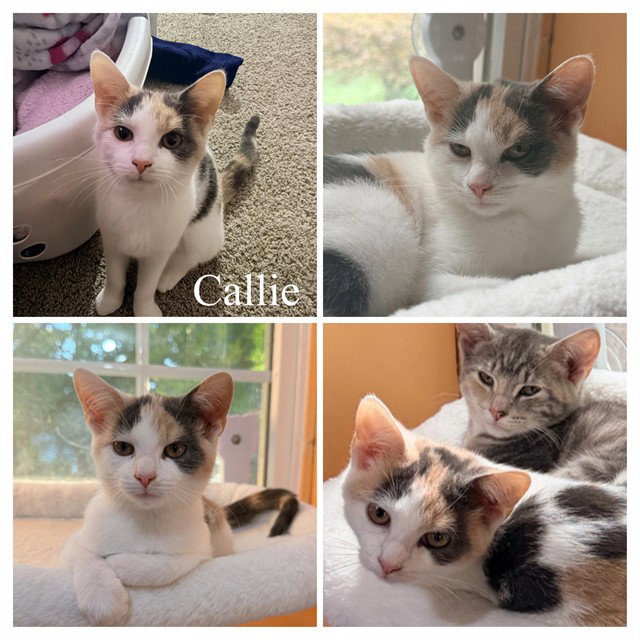 Callie, Domestic Short Hair