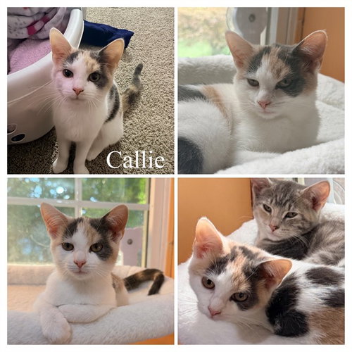 CALLIE