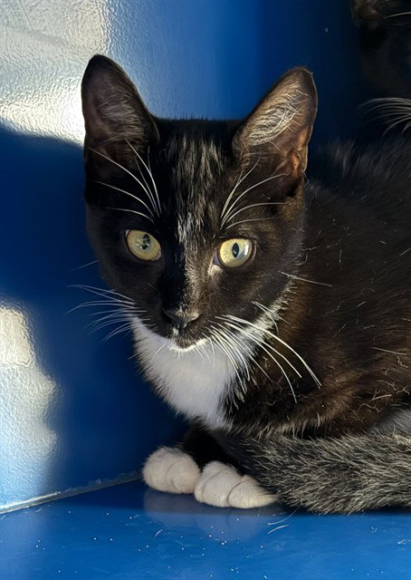 Eve, Domestic Short Hair