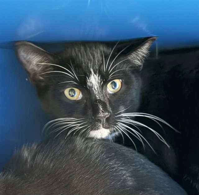 Wall-E, Domestic Short Hair