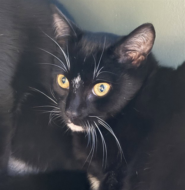 Burn-E, Domestic Short Hair