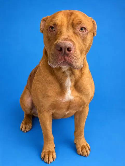 Red - Pit Bull Terrier