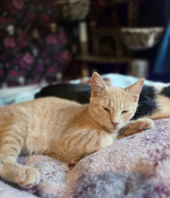 Toots - Domestic Short Hair