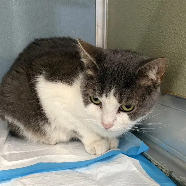 Lisa - Domestic Short Hair