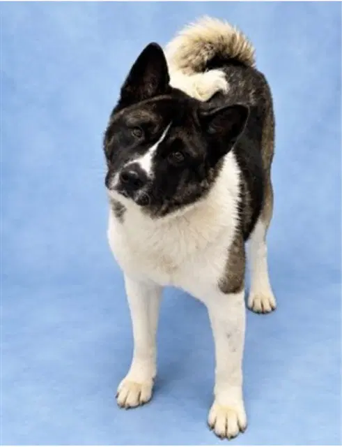 Kita - Akita