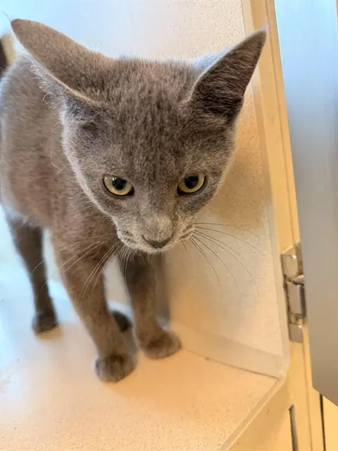 Blueberry Muffin - Domestic Short Hair