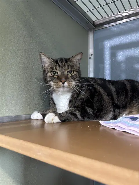 Ottis - Domestic Short Hair
