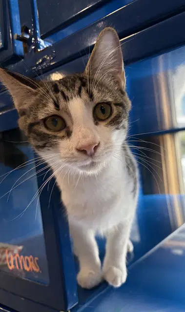 Harley - Domestic Short Hair