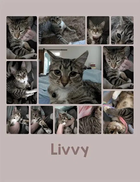 Livvy - Domestic Short Hair