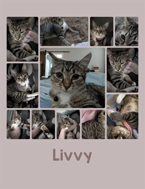 Livvy