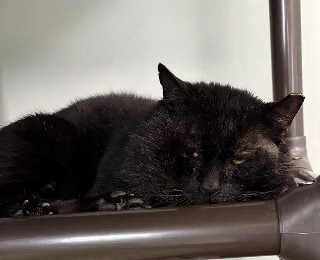 Cheeky - Domestic Short Hair