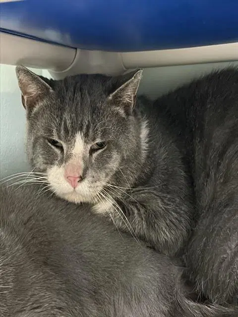 Jerry - Domestic Short Hair