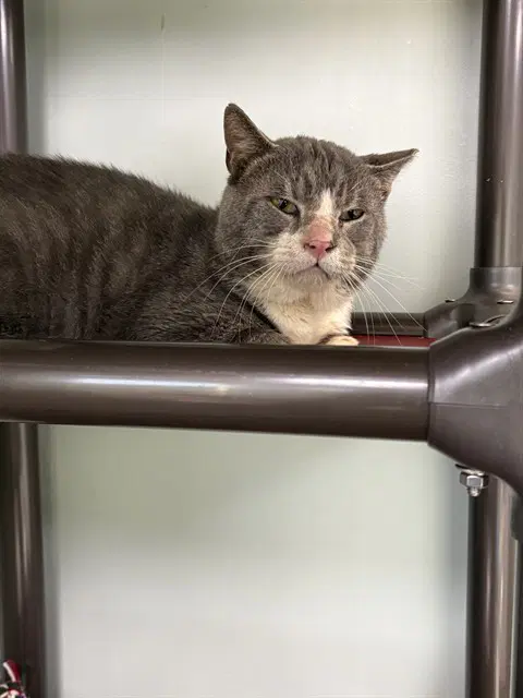 Jerry - Domestic Short Hair
