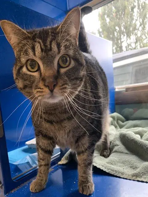 Buttercup - Domestic Short Hair