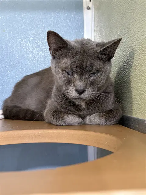 Cider - Domestic Short Hair
