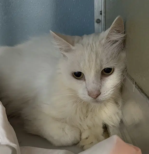 Kobie - Domestic Medium Hair