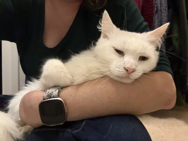 Kobie - Domestic Medium Hair