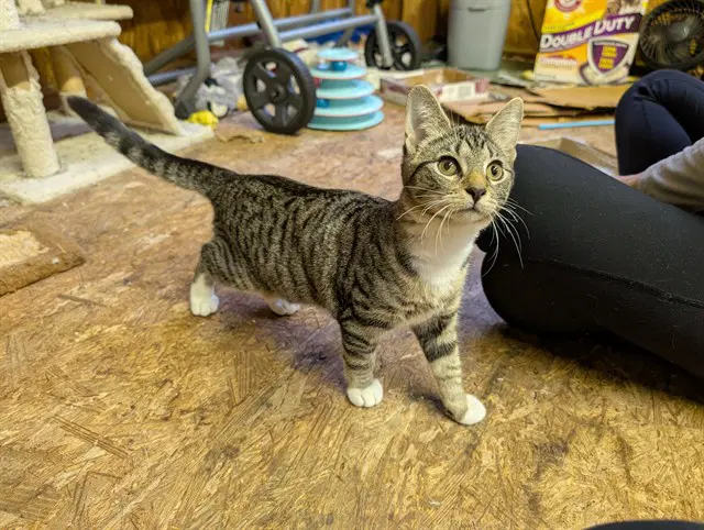 Tinkerbell - Domestic Short Hair