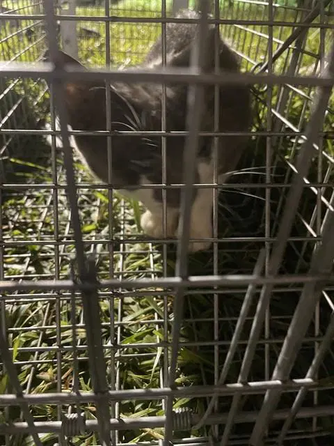 Pine Cone - Domestic Short Hair