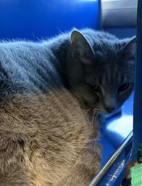 Misty - Domestic Short Hair