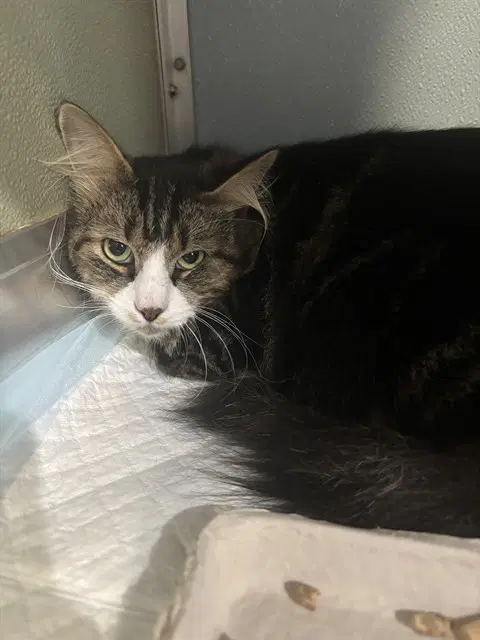 Toby - Domestic Medium Hair