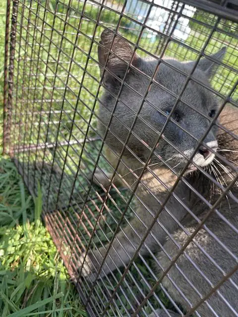 Hickory - Domestic Short Hair