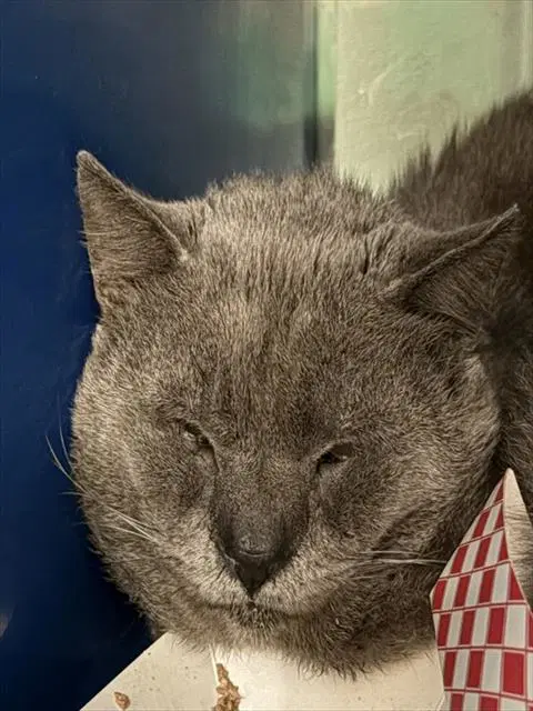 Hickory - Domestic Short Hair