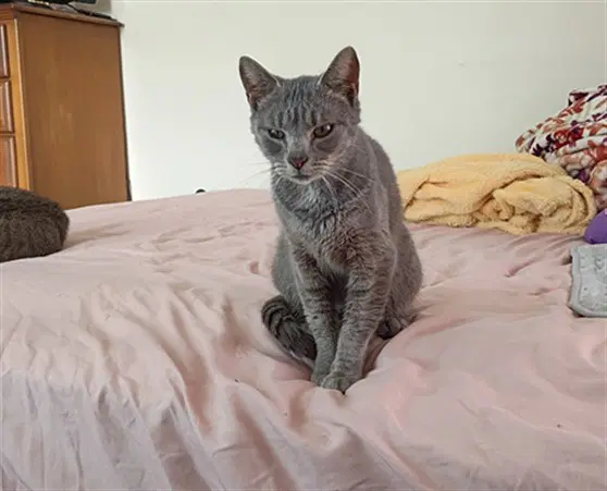 Sabrina - Domestic Short Hair