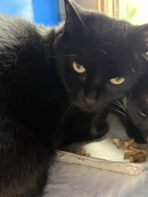 Twilight - Domestic Short Hair