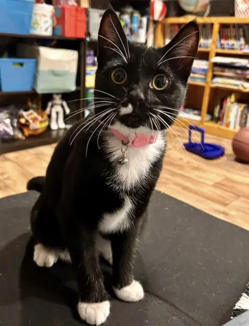 Jigglypuff - Domestic Short Hair