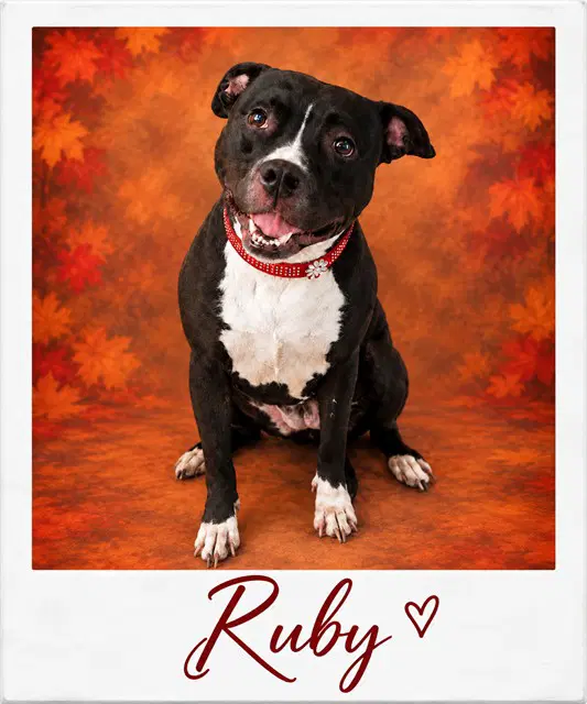Ruby image 1