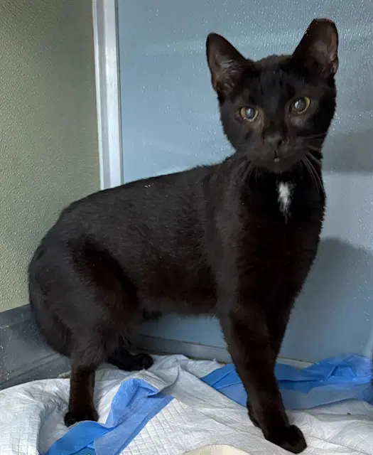 Bambi - Domestic Short Hair