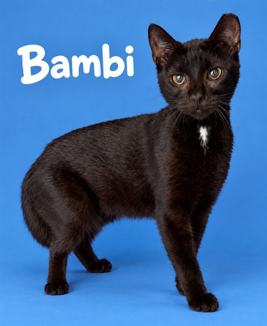 BAMBI