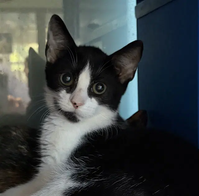 Pugsley - Domestic Short Hair