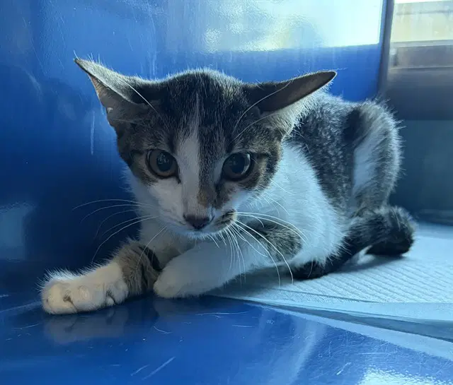 Shadow - Domestic Short Hair